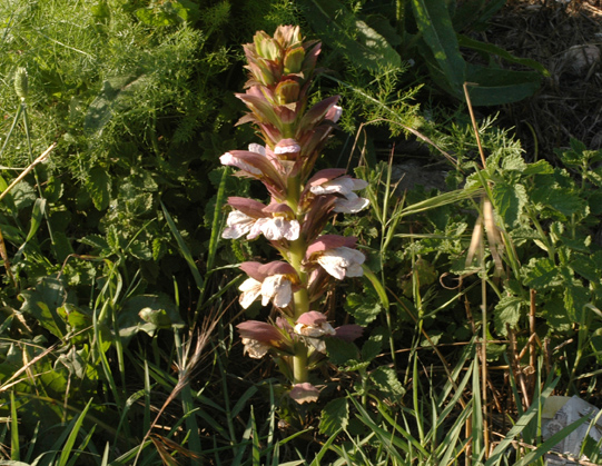 Centaurea napifolia - Acanthus mollis - Arum sp.